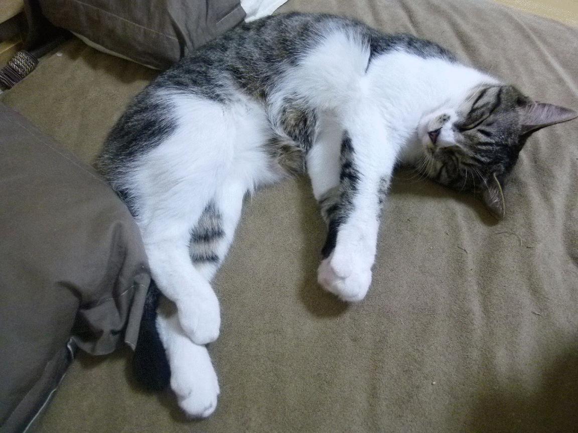 开云在线直播-自由搏击赛事新增女性教练团体亮相，自由搏击女生世界冠军